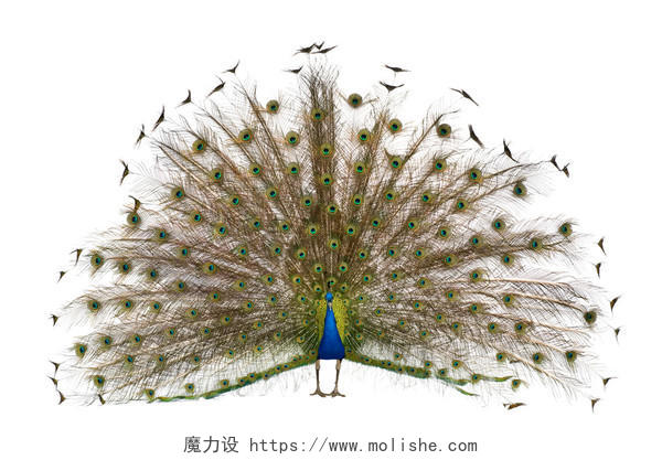 尾部羽毛的男性印度孔雀的正面视图